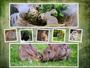 rabbits-g7d0bebbf0_1280